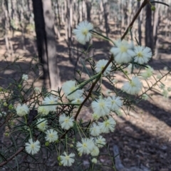 Acacia genistifolia (Early Wattle) at Chiltern, VIC - 7 May 2022 by Darcy