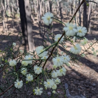 Acacia genistifolia (Early Wattle) at Chiltern-Mt Pilot National Park - 7 May 2022 by Darcy