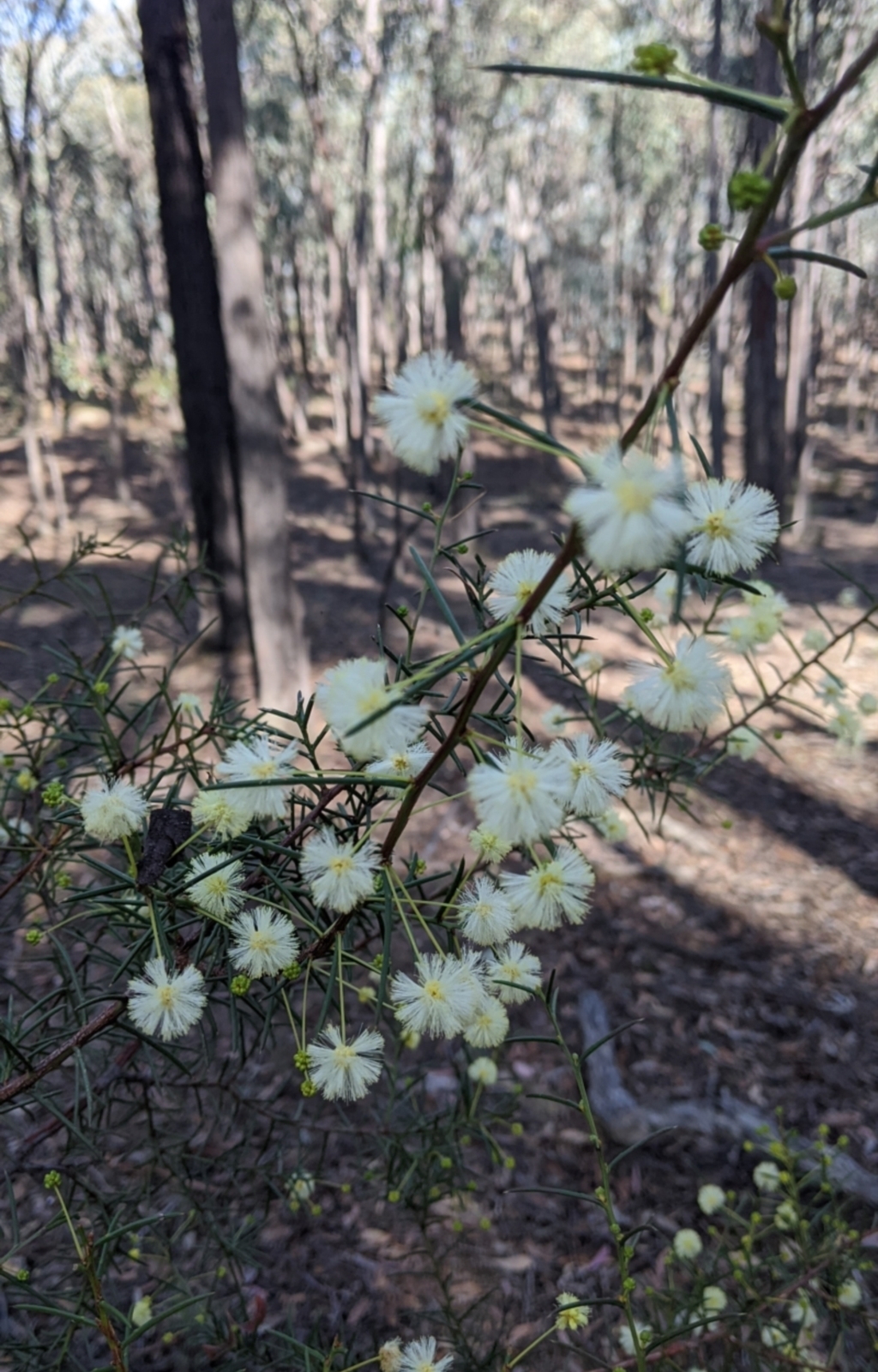Acacia genistifolia at Chiltern, VIC - 7 May 2022
