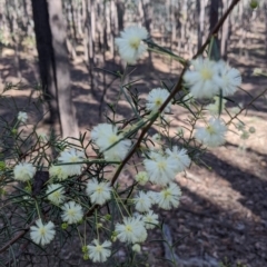 Acacia genistifolia at Chiltern, VIC - 7 May 2022