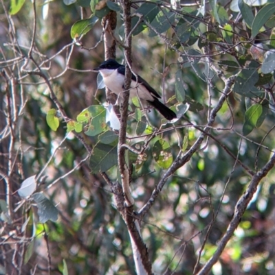 Myiagra inquieta (Restless Flycatcher) at Chiltern-Mt Pilot National Park - 7 May 2022 by Darcy