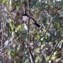 Myiagra inquieta (Restless Flycatcher) at Chiltern, VIC - 7 May 2022 by Darcy