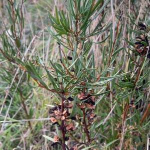 Hakea microcarpa at Rendezvous Creek, ACT - 7 May 2022 03:30 PM