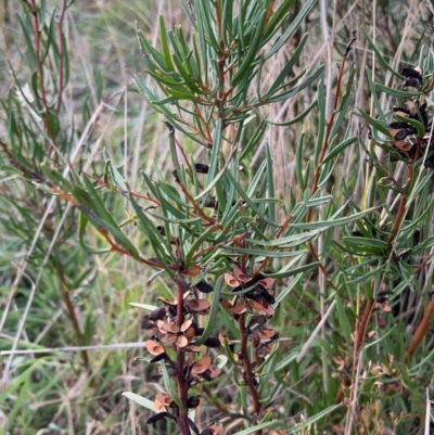 Hakea microcarpa (Small-fruit Hakea) at Rendezvous Creek, ACT - 7 May 2022 by JimL