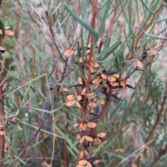 Hakea microcarpa at Rendezvous Creek, ACT - 7 May 2022 03:30 PM