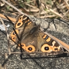 Junonia villida (Meadow Argus) at Griffith Woodland - 8 May 2022 by ianandlibby1