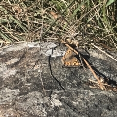 Junonia villida at Griffith, ACT - 8 May 2022 01:21 PM