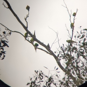 Lathamus discolor at Chiltern, VIC - suppressed