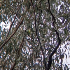 Lathamus discolor at Chiltern, VIC - suppressed