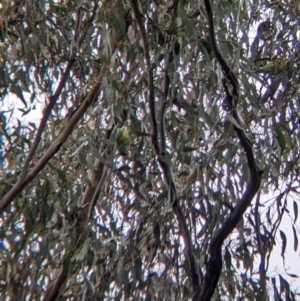 Lathamus discolor at Chiltern, VIC - 7 May 2022