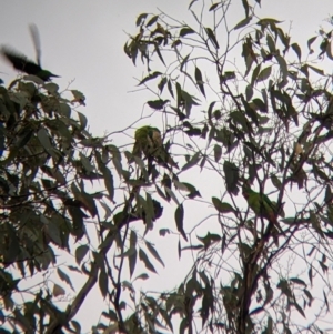 Lathamus discolor at Chiltern, VIC - 7 May 2022