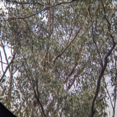 Lathamus discolor at Chiltern, VIC - suppressed