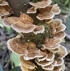 Unidentified Fungus (TBC) at Karabar, NSW - 8 May 2022 by Steve_Bok