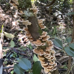 zz Polypore (shelf/hoof-like) at Karabar, NSW - 8 May 2022