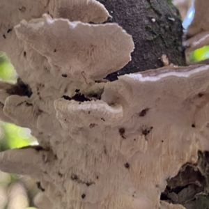 zz Polypore (shelf/hoof-like) at Karabar, NSW - 8 May 2022