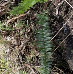 Pellaea calidirupium (Hot Rock Fern) at Googong, NSW - 8 May 2022 by SteveBorkowskis