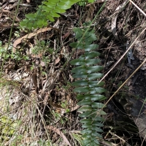 Pellaea calidirupium at Googong, NSW - 8 May 2022 12:33 PM