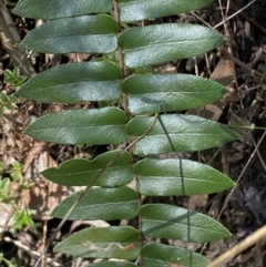 Pellaea falcata at Googong, NSW - 8 May 2022