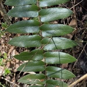 Pellaea calidirupium at Googong, NSW - 8 May 2022 12:33 PM