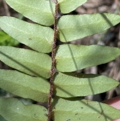 Pellaea calidirupium at Googong, NSW - 8 May 2022 12:33 PM