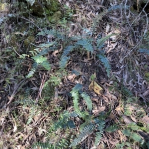 Pellaea calidirupium at Googong, NSW - 8 May 2022 12:33 PM