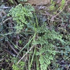 Adiantum aethiopicum (Common Maidenhair Fern) at Googong, NSW - 8 May 2022 by Steve_Bok