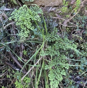 Adiantum aethiopicum at Googong, NSW - 8 May 2022