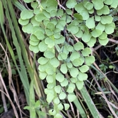 Adiantum aethiopicum at Googong, NSW - 8 May 2022