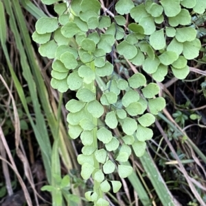 Adiantum aethiopicum at Googong, NSW - 8 May 2022