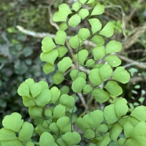 Adiantum aethiopicum at Googong, NSW - 8 May 2022