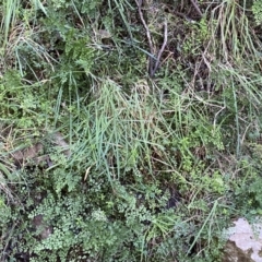 Adiantum aethiopicum at Googong, NSW - 8 May 2022