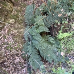 Polystichum proliferum (Mother shield fern) at Googong, NSW - 8 May 2022 by Steve_Bok