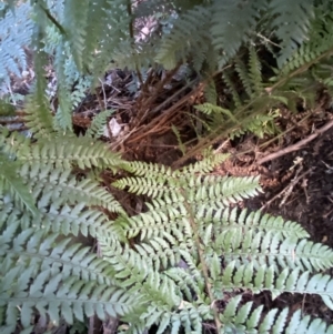 Polystichum proliferum at Googong, NSW - 8 May 2022