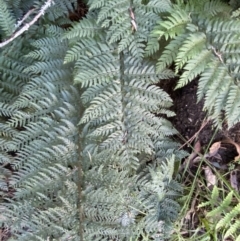 Polystichum proliferum at Googong, NSW - 8 May 2022