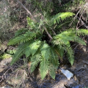 Blechnum nudum at Googong, NSW - 8 May 2022