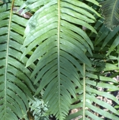 Blechnum nudum at Googong, NSW - 8 May 2022 12:25 PM