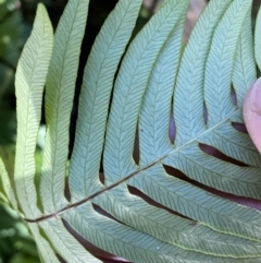 Blechnum nudum at Googong, NSW - 8 May 2022