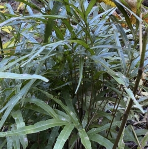 Pteris umbrosa at Googong, NSW - 8 May 2022