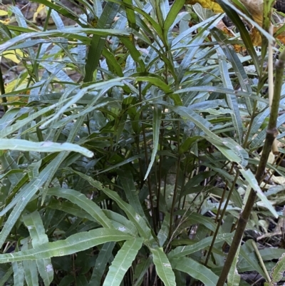 Pteris umbrosa (Jungle Brake) at Googong, NSW - 8 May 2022 by SteveBorkowskis