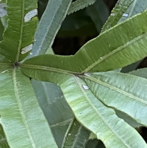 Pteris umbrosa at Googong, NSW - 8 May 2022