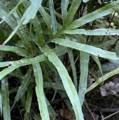 Pteris umbrosa at Googong, NSW - 8 May 2022 12:08 PM