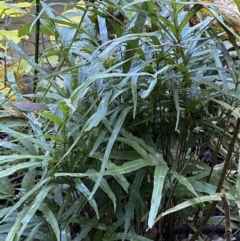 Pteris umbrosa at Googong, NSW - 8 May 2022