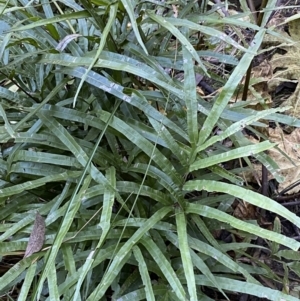 Pteris umbrosa at Googong, NSW - 8 May 2022