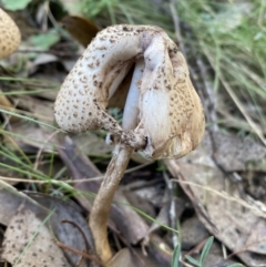 Macrolepiota clelandii (Macrolepiota clelandii) at Karabar, NSW - 8 May 2022 by SteveBorkowskis
