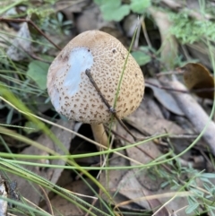 Macrolepiota clelandii at Karabar, NSW - 8 May 2022