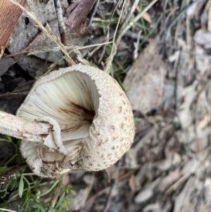 Macrolepiota clelandii at Karabar, NSW - 8 May 2022