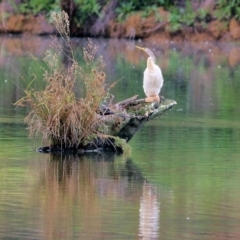 Anhinga novaehollandiae (Australasian Darter) at Horseshoe Lagoon and West Albury Wetlands - 8 May 2022 by KylieWaldon