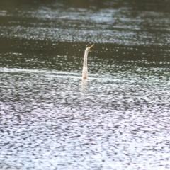 Anhinga novaehollandiae at West Albury, NSW - 8 May 2022