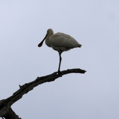 Platalea flavipes (Yellow-billed Spoonbill) at Albury - 8 May 2022 by KylieWaldon