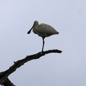 Platalea flavipes at West Albury, NSW - 8 May 2022 10:26 AM